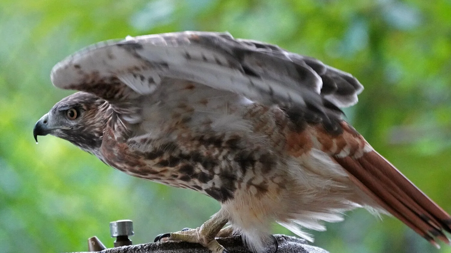 Red-Tailed Hawks Silver Band — Susan Kirby